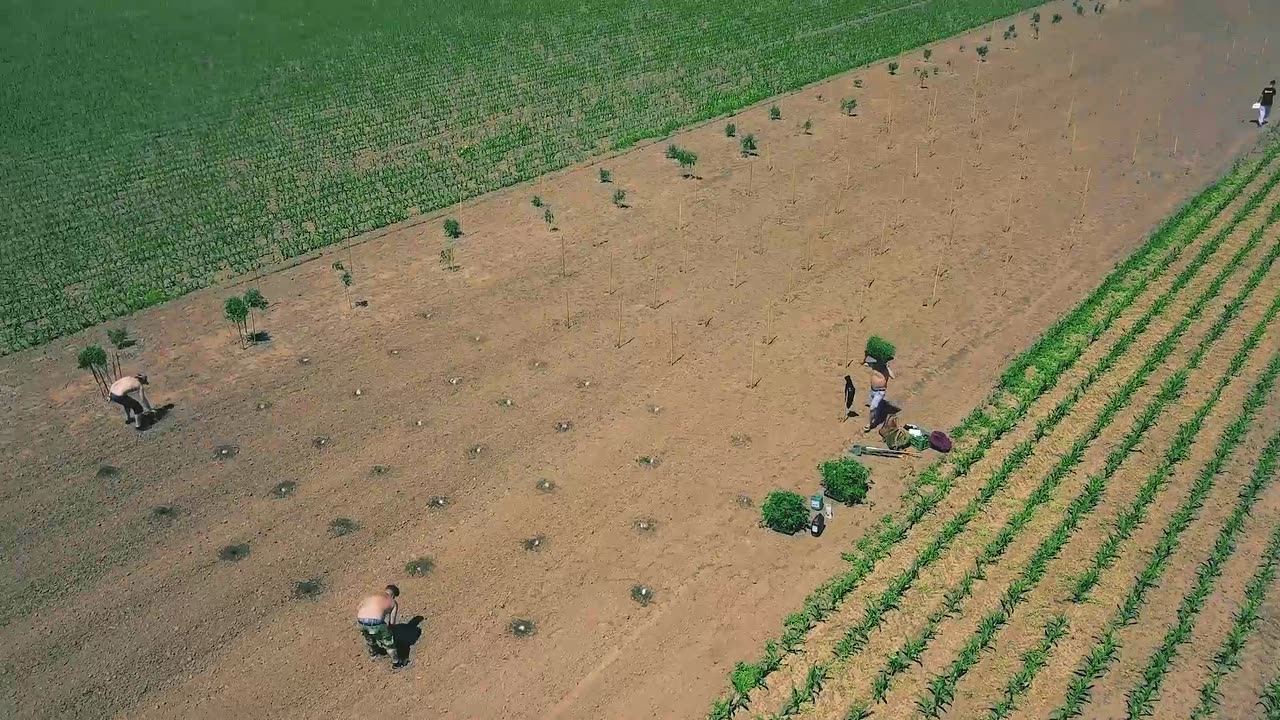 Drohnenaufnahme: Helfer setzen Pflanzen auf dem NUG Farm Outdoorfield