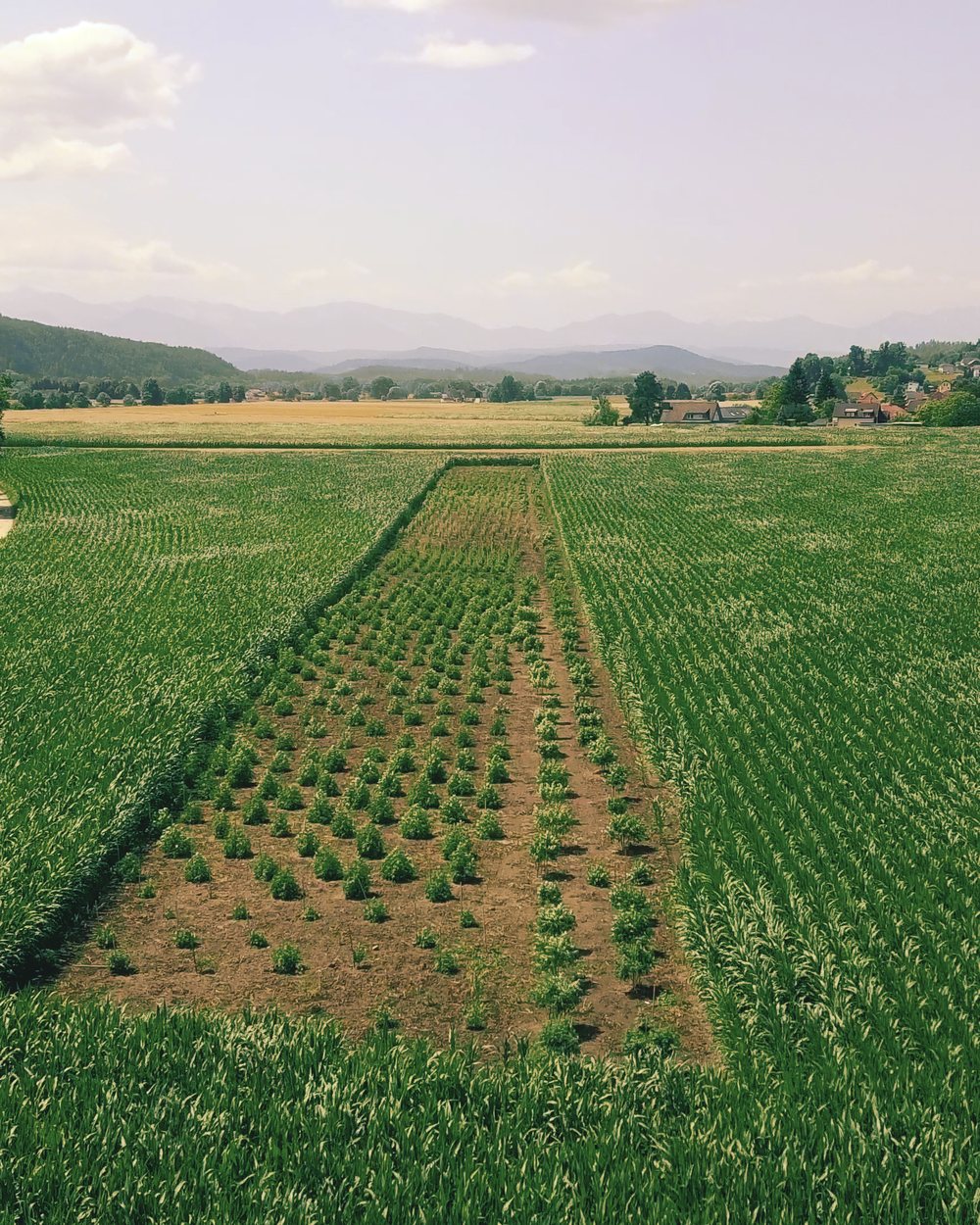 Drohnenaufnahme des Outdoorfields der NUG Farm zwischen grünen Feldern