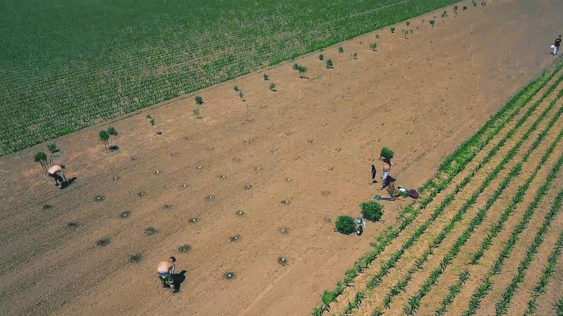 Drohnenaufnahme von oben: Helfer setzen Jungpflanzen in Reihen auf dem Feld